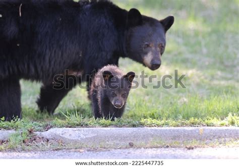 American Black Bear White Cubs Ursus Stock Photo 2225447735 | Shutterstock