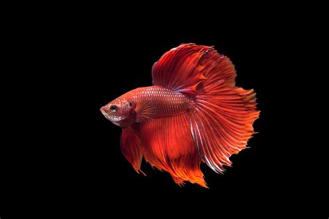 Betta Fish Backgrounds | PixelsTalk.Net