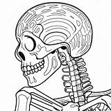 Human Skeleton Detailed Coloring Page 50354 39821 sketch template