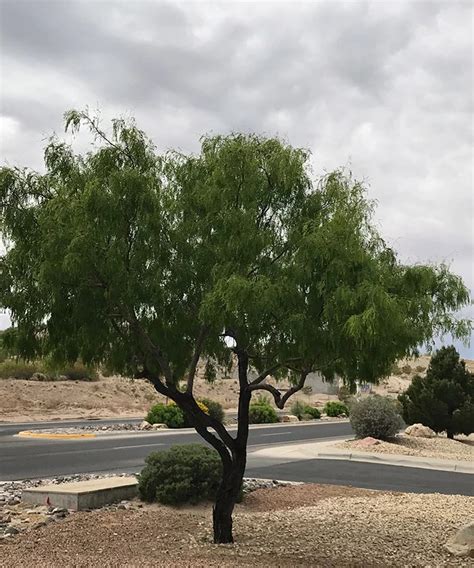 The Mesquite Tree (The Honey Mesquite Tree) Guzmansgreenhouse.com