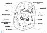 9 Free animal cell coloring Pages PDF  ESL Vault sketch template