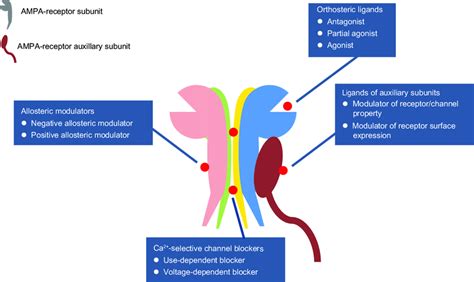 Sites of action of different AMPA receptor-targeted agents ...