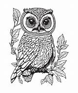 Free Printable Owl Coloring Pages For Adults sketch template