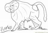 Baboon Coloring Pages At GetColoringscom  Free Printable Colorings sketch template