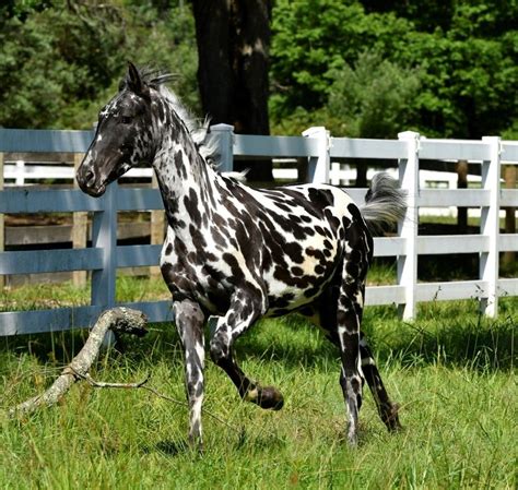 Épinglé sur Colorful Friesian Stallions at Stud