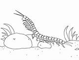 Centipede Page Printable Coloring Pages sketch template