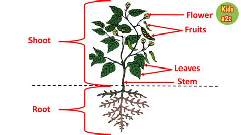 Fruit Shoot, Root System, Parts Of A Plant, Science For Kids, Roots ...