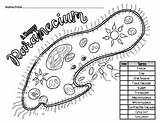 Paramecium Protist Extension Activity coloring/labeling And Reading sketch template