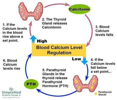 9. Calcium Metabolism - SimpleMed - Learning Medicine, Simplified