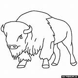 Buffalo Color Page  Coloring Water Asian Wild Drawing Outline sketch template