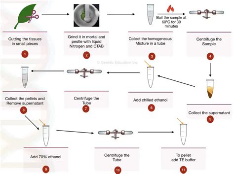 Why is DNA Extraction From Plants Difficult? (With Possible Solutions) – Genetic Education