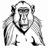 Mandrill monkey Majestic Pose coloring Page Lulu Pages sketch template