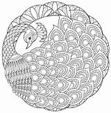 Pin Van Barbara Op coloring peacock  Mandala Kleurplaten sketch template
