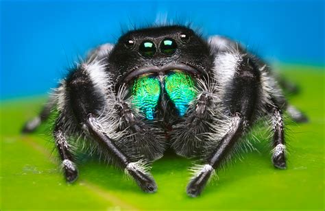 Phidippus regius : "Regal Jumper"