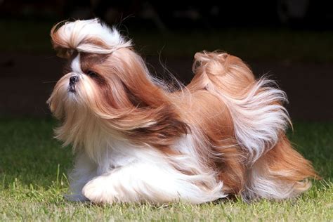 Shih Tzu | Description, Lion Dog, Weight, & Facts | Britannica