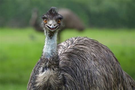 35 Amazing Emu Facts