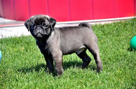 Cute Silver Pug Puppy | Cute pugs, Pugs and kisses, Pug puppies