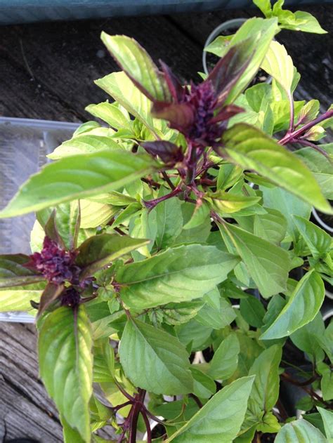 Purple Basil grown in containers | Plants, Garden, Growing