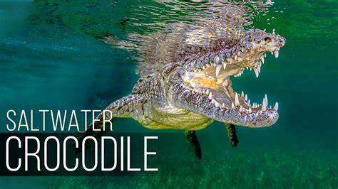 SALTWATER CROCODILE: The Most Aggressive and Dangerous Crocodile in the ...