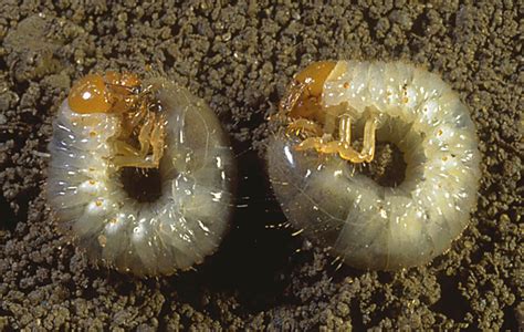 Japanese beetle larvae (Popillia japonica) - Entomology Today