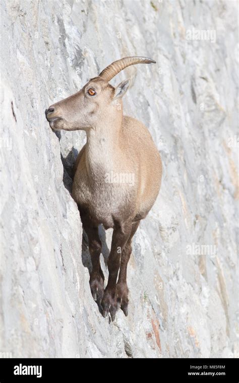 Alpine Ibex Goat Climbing High Resolution Stock Photography and Images ...