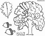 Oak Tree Coloring Page  Home sketch template