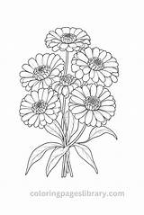 Free Printable Zinnia Coloring Pages For Kids sketch template
