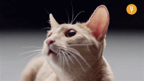 Secret Life Of Cats GIFs - Get the best GIF on GIPHY