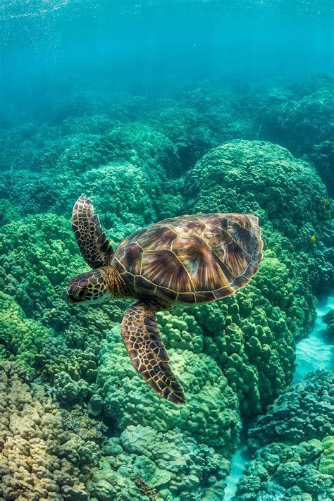 Sea Turtle Snorkeling in Akumal Bay | Green sea turtle, Turtle swimming ...