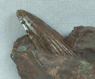 Hyneria Sarcopterygian Paleozoic Fish Fossil