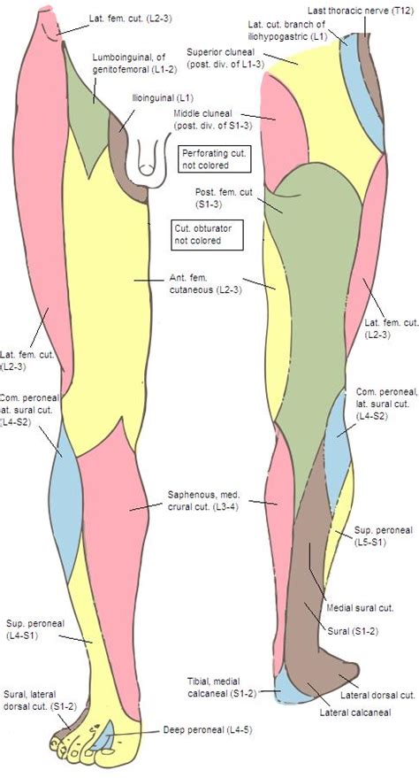 Sural nerve - Anatomy - Orthobullets