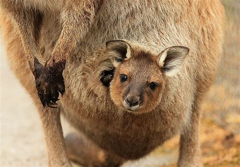 Are Marsupials Mammals? - WorldAtlas