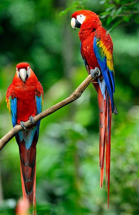 1759 best Parrots and Parrot Family Birds images on Pinterest | Animals ...