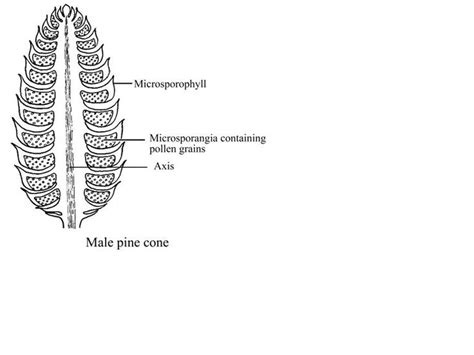 Parts Of A Pine Cone