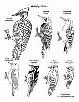 Downy Woodpecker Coloring Page Pages sketch template