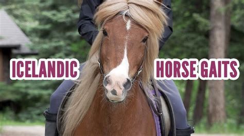 Icelandic Horse Gaits