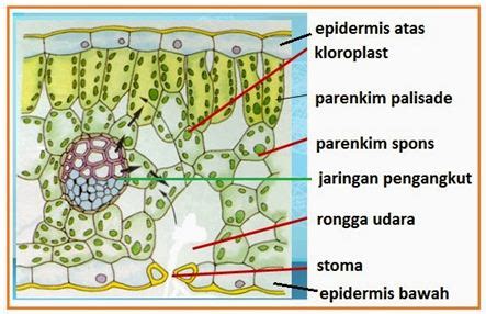 Jaringan Epidermis dan Jaringan Parenkim Pada Tumbuhan - Biologi Edukasi: Belajar Sains Biologi