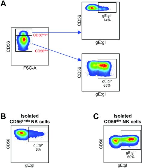 Nk Cells Flow Cytometry