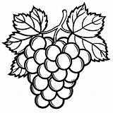 grapes coloring pages 54077097 Vector Art At Vecteezy sketch template