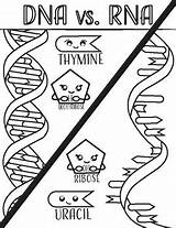 Dna Transcription Coloring Pages sketch template