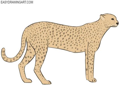 How to Draw a Cheetah | Easy Drawing Art | Cheetah drawing, Easy drawings, Cheetah