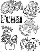 Kingdom Fungi Coloring Worksheet Sketch Page sketch template