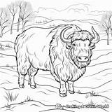 Musk Ox Coloring Pages  Free & Printable sketch template