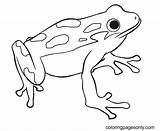 Free Printable Frog Coloring Page  Pages sketch template