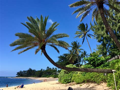 Crooked Palm Tree at Sunset Beach, Pūpūkea, Oahu, Hawaii | Beach sunset, Oahu, Hawaii