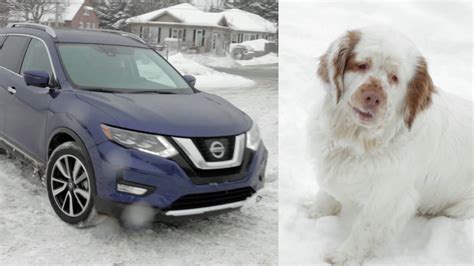 Video: Globe Drive: The Rogue Dogue is the car for dog lovers - The Globe and Mail