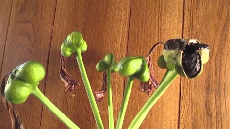 Amaryllis Seed pod production - YouTube