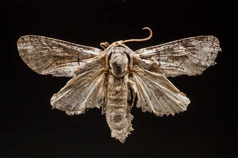 Mariposas diurnas y nocturnas | Museo de Historia Natural de Concepción