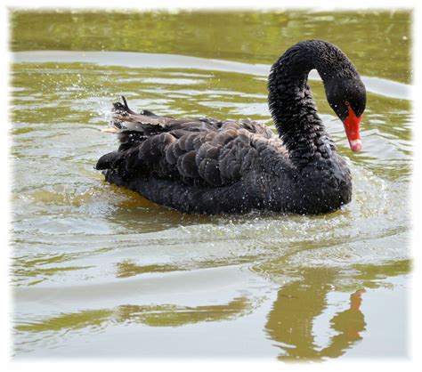 Black Swan Series 3 Black Prince Free Stock Photo - Public Domain Pictures