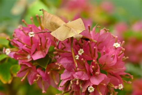 Premium Photo | Dead leaf mantis insect showing its camouflage